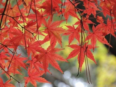 紅葉
