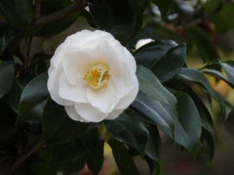 白い大きな花