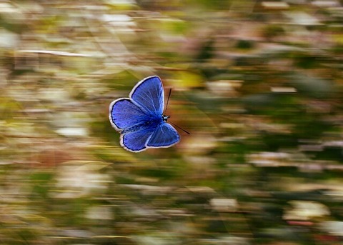 butterfly-2837589_640