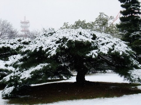 雪のなかの松