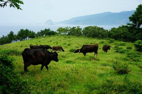 一面の緑の草原と牛