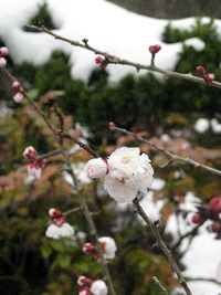 雪中梅