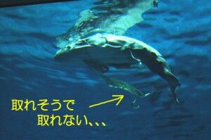 e884b1e79aaee4b8ad-300x199