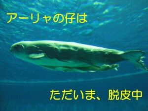e884b1e79aaee4b8adnew-300x225