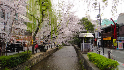 blog-image-kyoto-cherry- blossoms