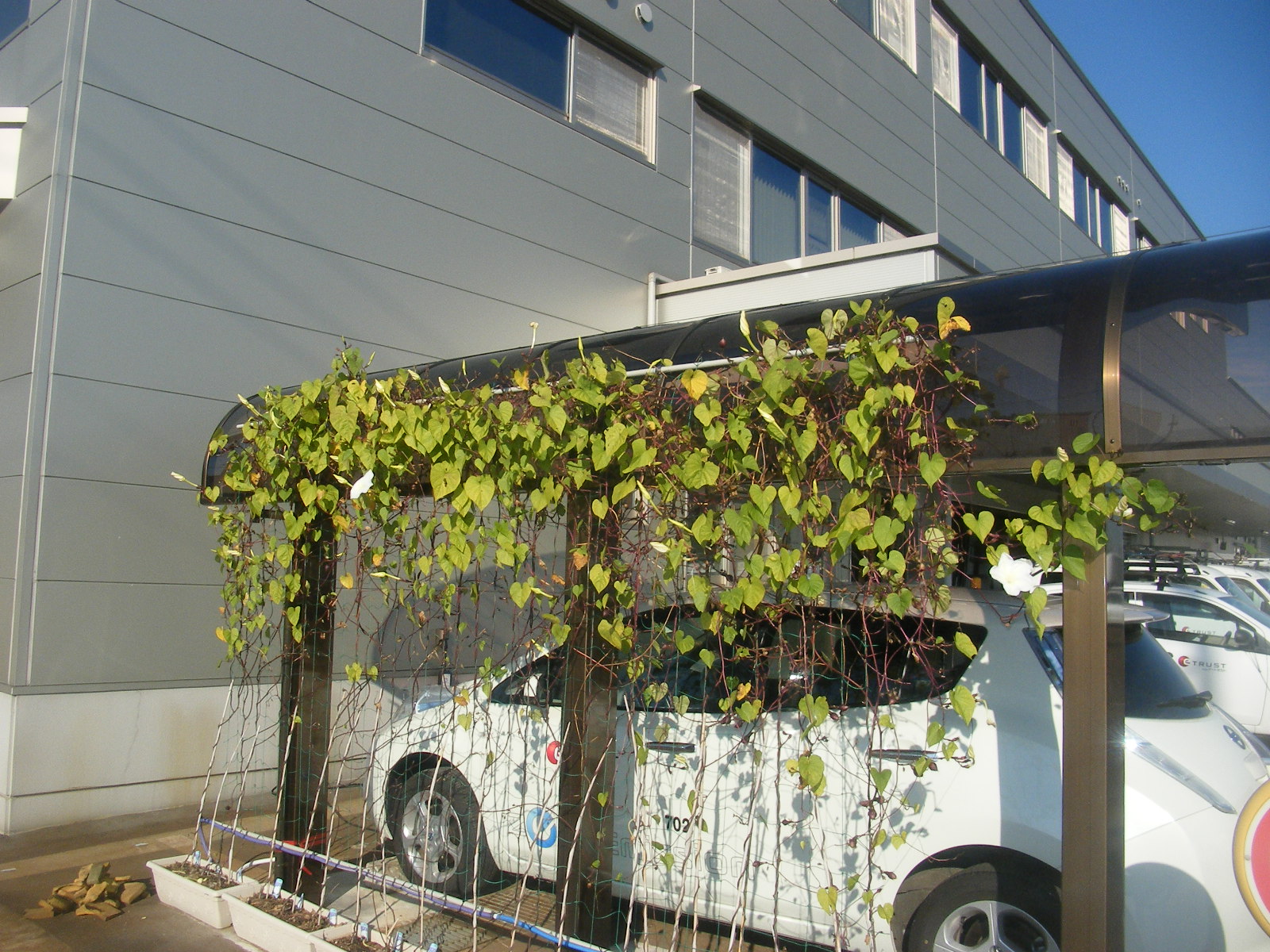 カーポートのグリーンカーテンを撤去しました Etrustのecoブログ