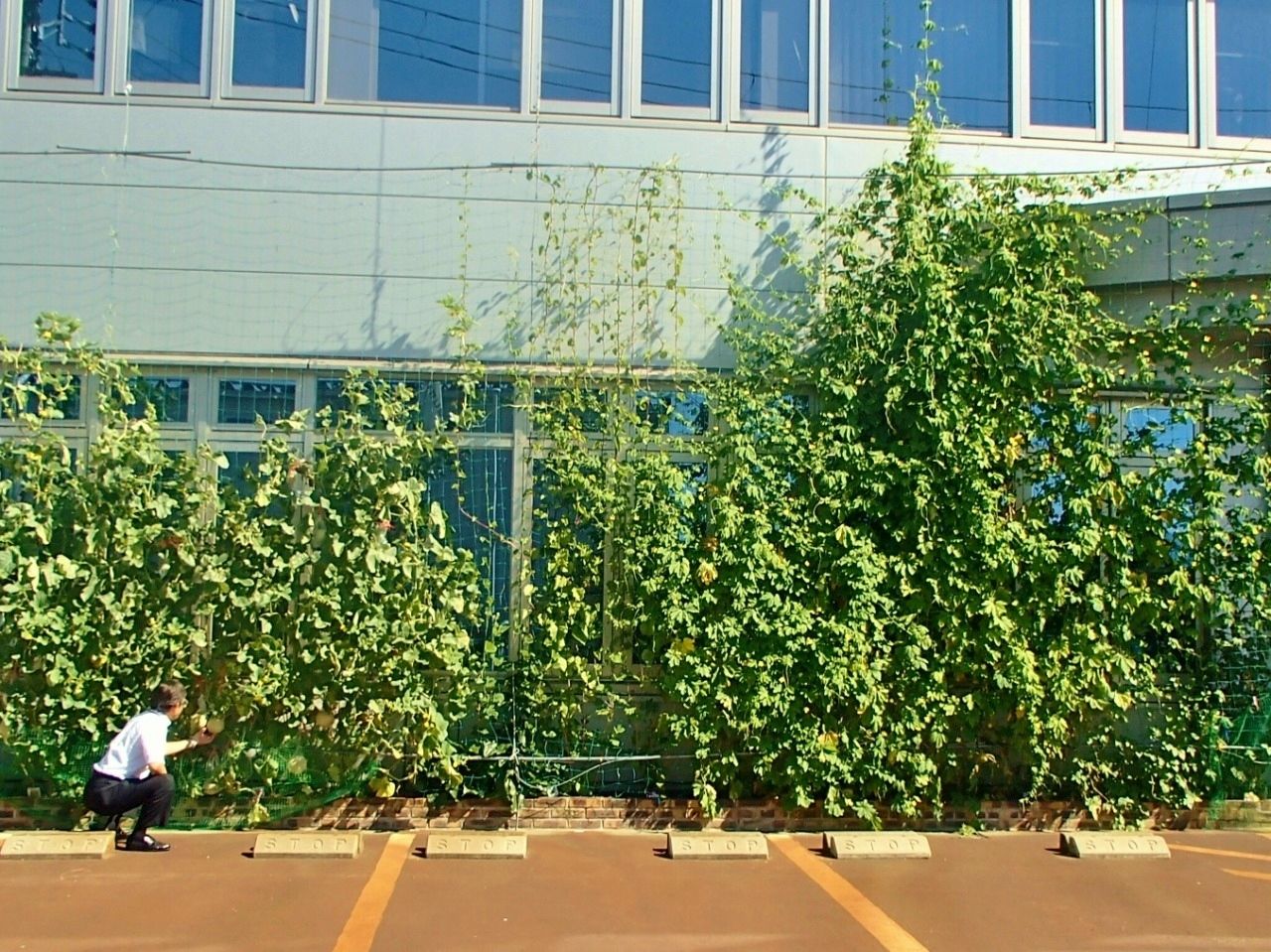 ころたんとゴーヤのグリーンカーテン Etrustのecoブログ ころたんとゴーヤのグリーンカーテン Etrustのecoブログ