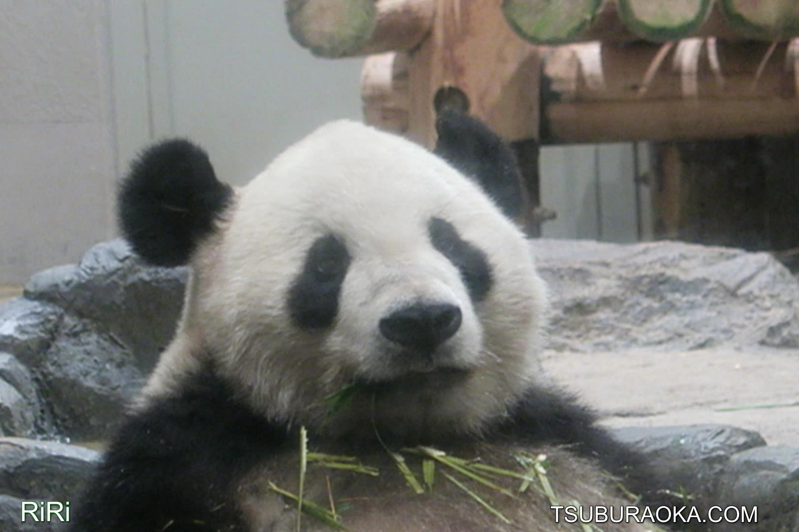 ジャイアントパンダのリーリーは今日も元気いっぱいにエサの笹を食べています こだわり百貨店 Tsuburaoka Com