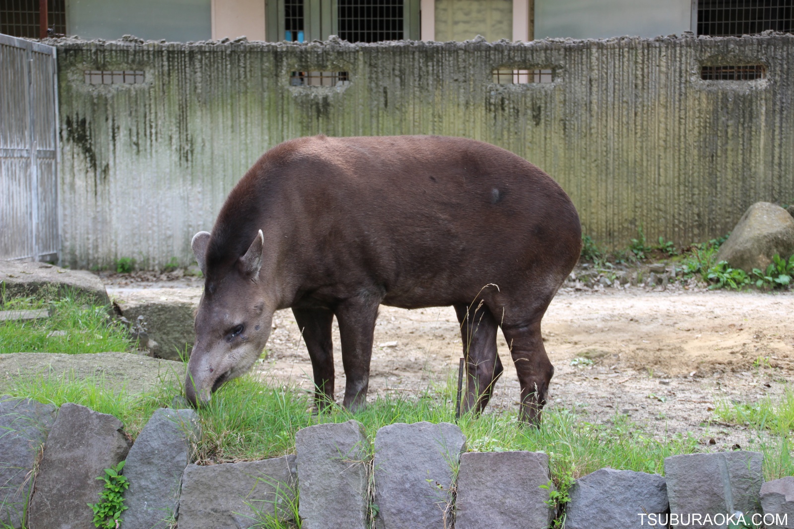 ブラジルバク こだわり百貨店 Tsuburaoka Com
