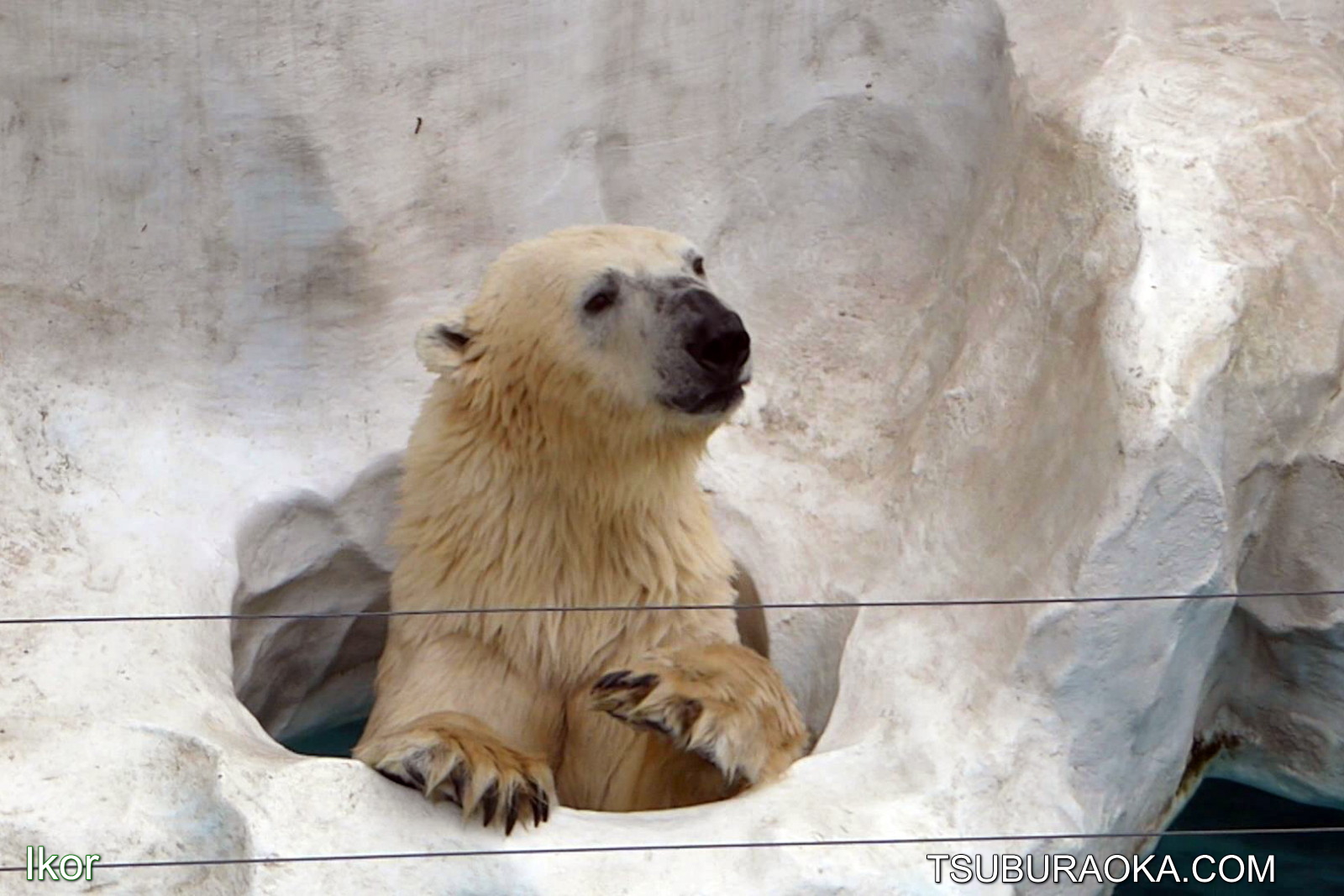 おやつタイムで張り切って泳ぐイコロ 恩賜上野動物園 ホッキョクグマ シロクマ こだわり百貨店 Tsuburaoka Com