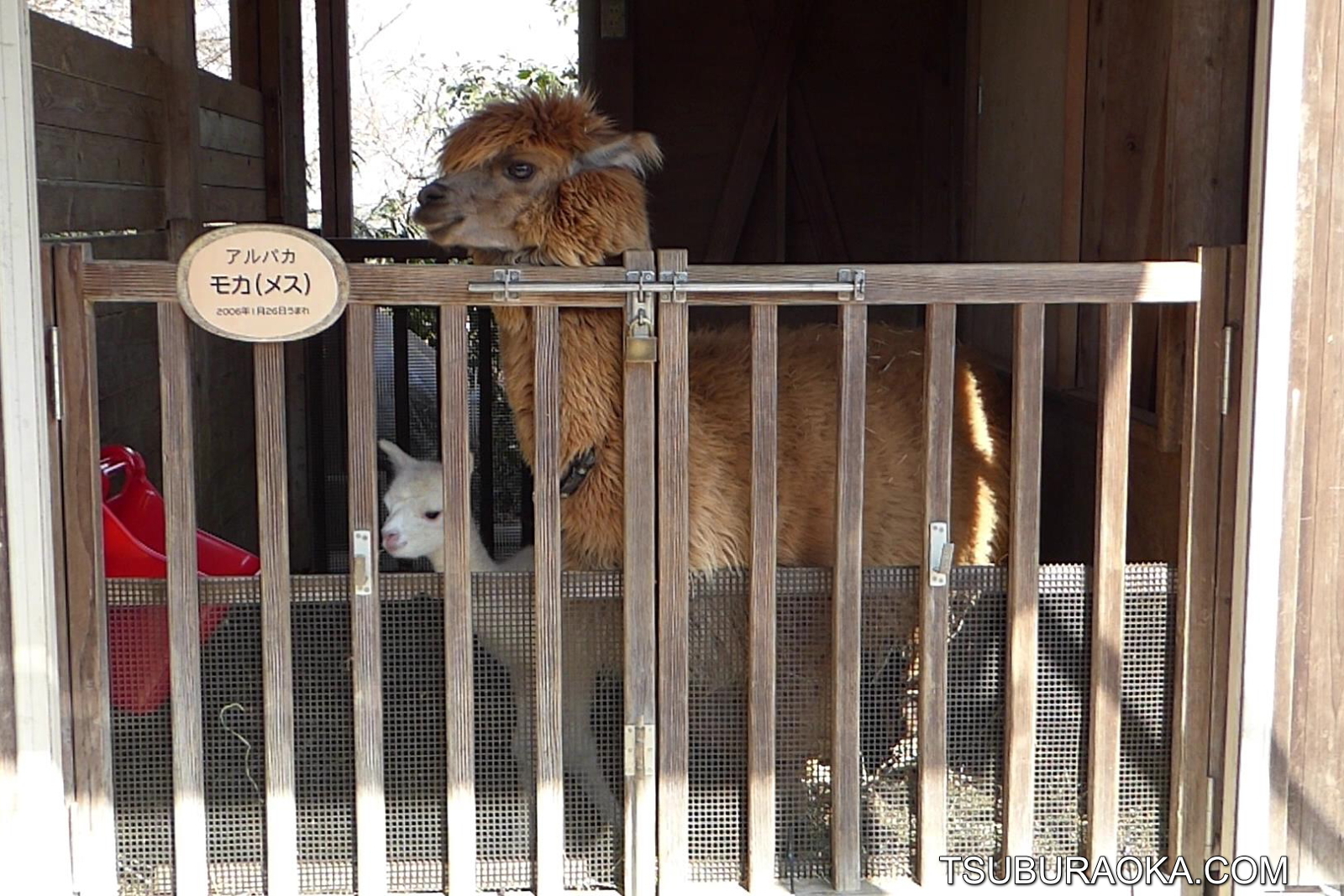 アルパカのモカさんは羊と同居 それって羊じゃないかも 赤ちゃんアルパカだよ うまれてまだ24時間しか経っていないみたい 埼玉県こども動物自然公園 アルパカ こだわり百貨店 Tsuburaoka Com アルパカのモカさんは羊と同居 それって羊じゃないかも 赤ちゃんアルパカだよ うまれてまだ24時間しか経っていないみたい 埼玉県こども動物自然公園 アルパカ こだわり百貨店 Tsuburaoka Com