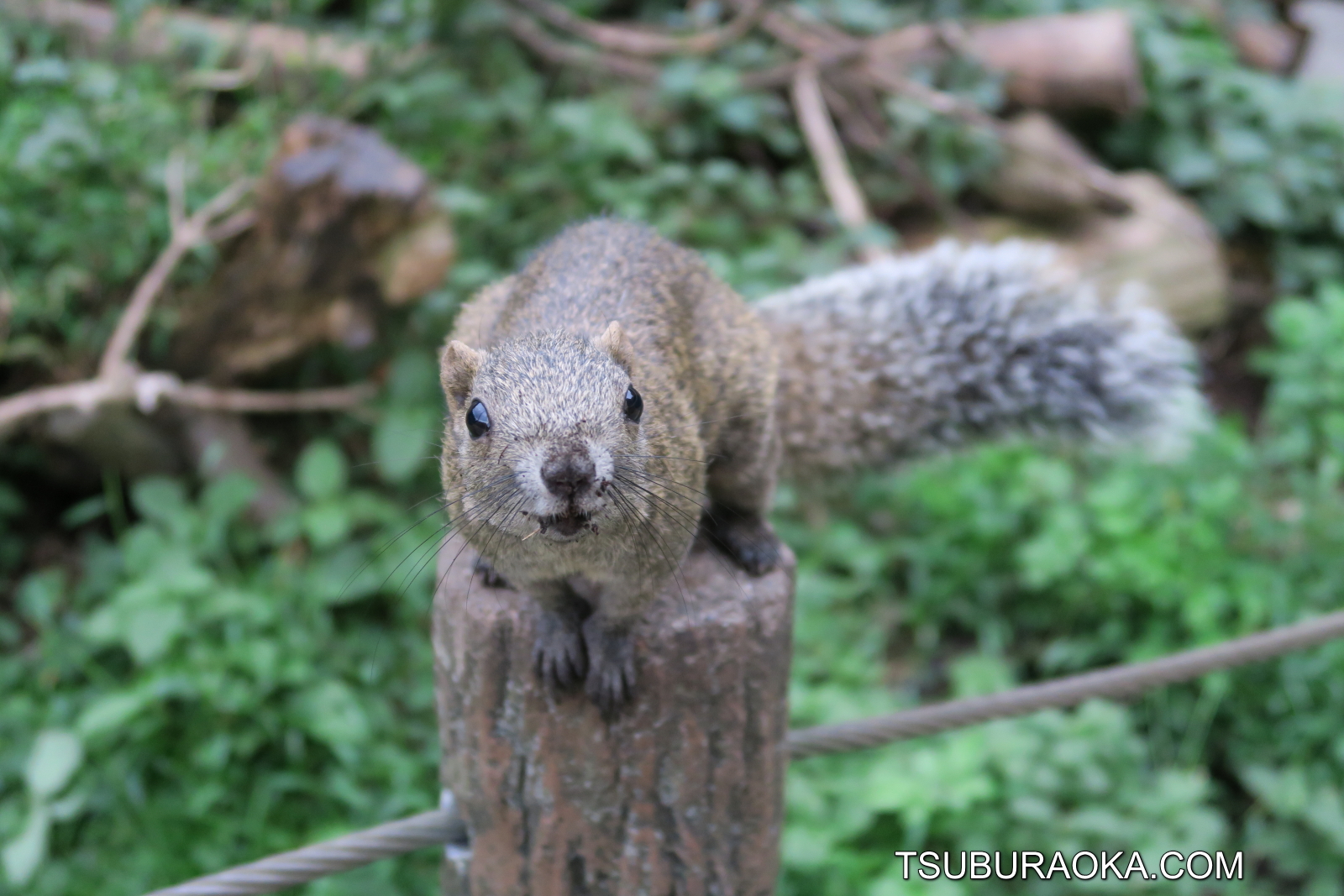 まちだリス園のタイワンリスたちは最興のエンターテイナーだ タイワンリスに紛れて動き回るシマリスもおもしろい 高速で歩き回るゾウガメも見逃せない こだわり百貨店 Tsuburaoka Com
