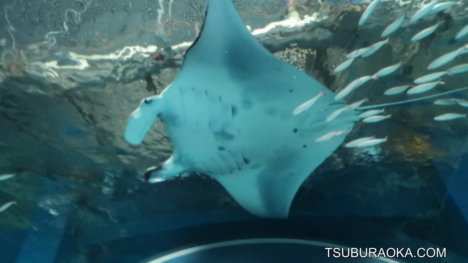 オニイトマキエイ じゃなくて ナンヨウマンタ なのだ でも5年前なら オニイトマキエイ で正解だったんだな こだわり百貨店 Tsuburaoka Com