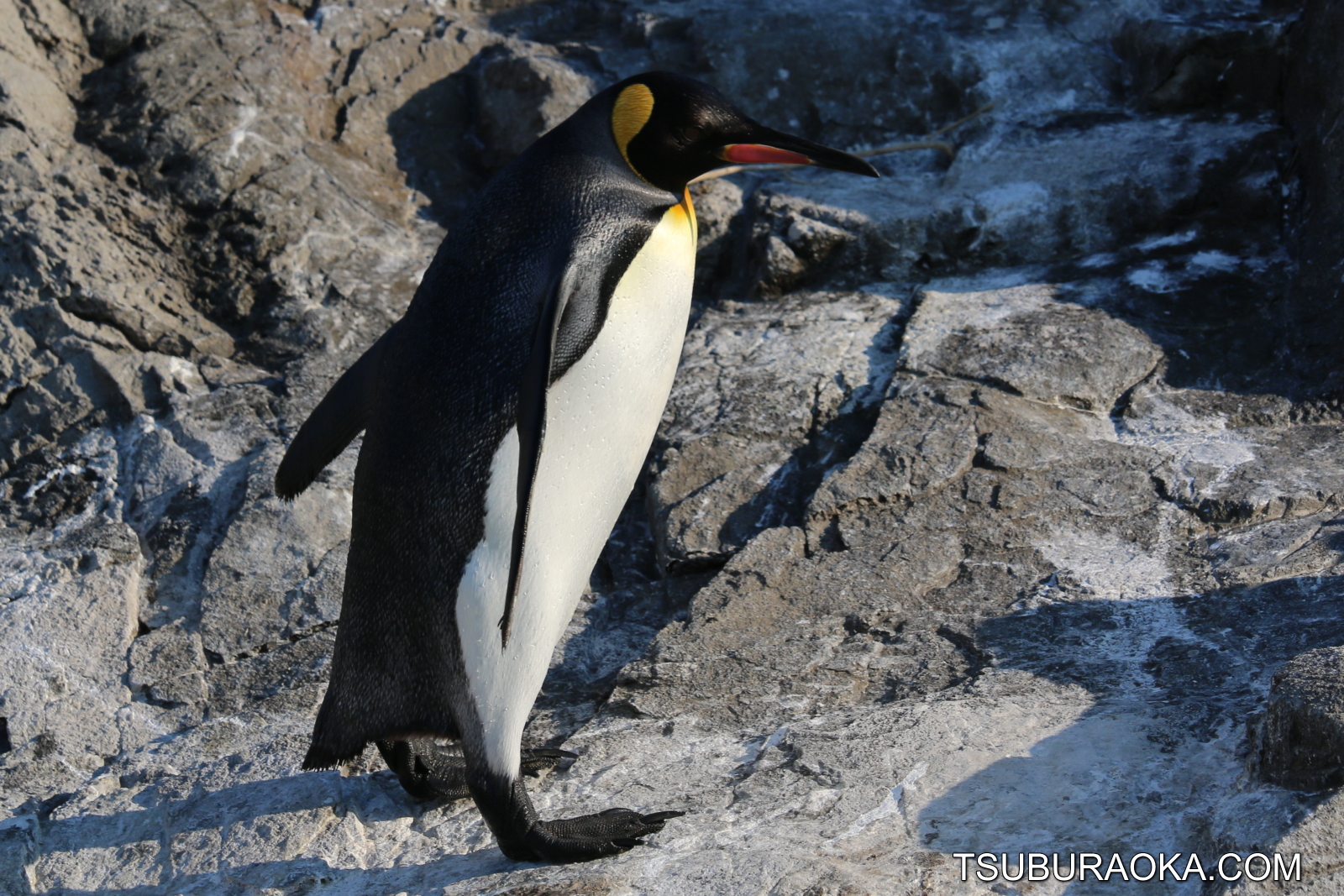 皇帝ペンギンじゃないよ オウサマペンギンなんだな 何匹もいるかとおもったらさりげなく2羽しか見られなかった 本当はもっといるのかな こだわり百貨店 Tsuburaoka Com