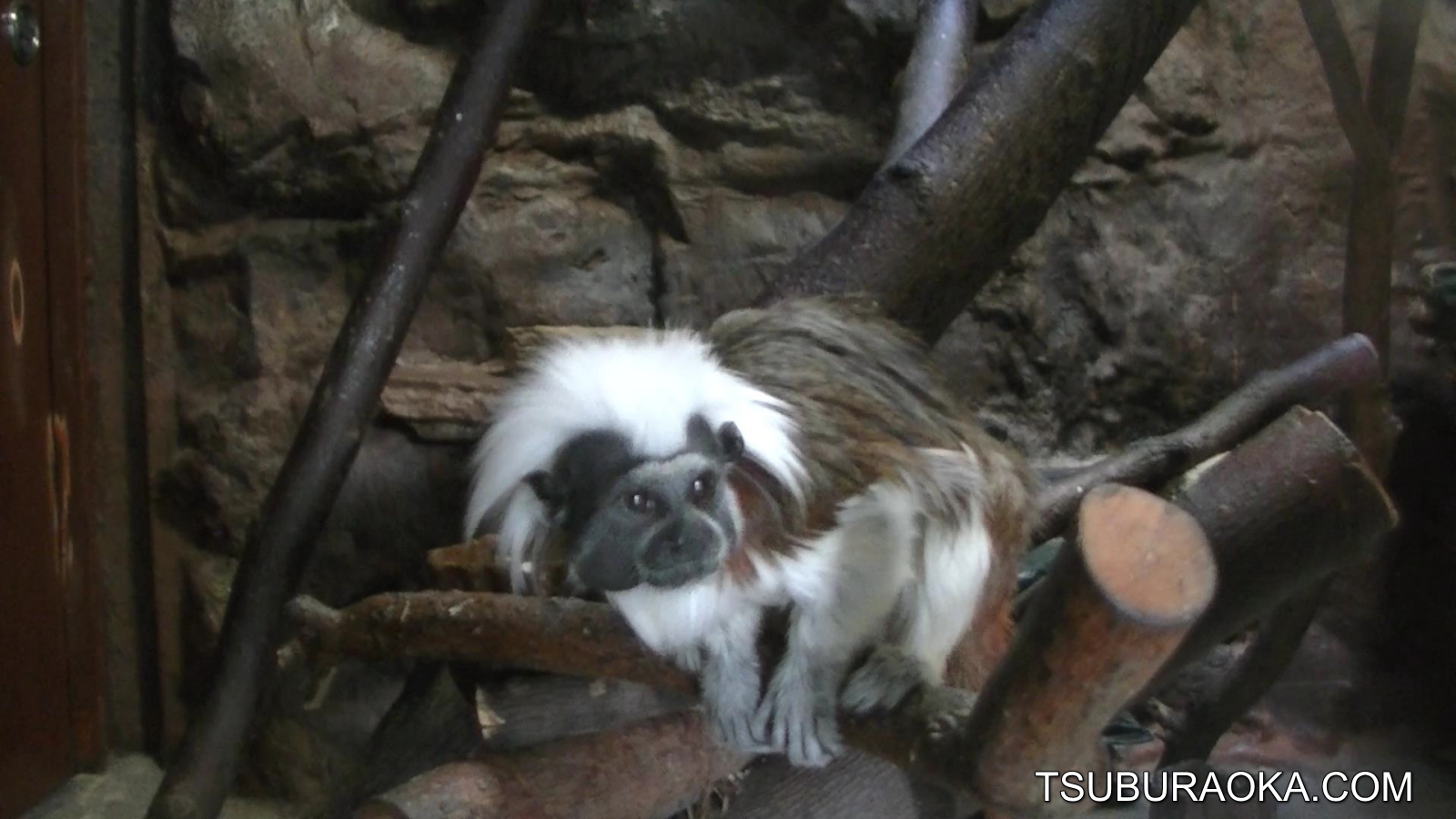 ワタボウシタマリン の英名は Cotton Head Tamarin Cotton Top Tamarin 綿帽子タマリンだったのか こだわり百貨店 Tsuburaoka Com
