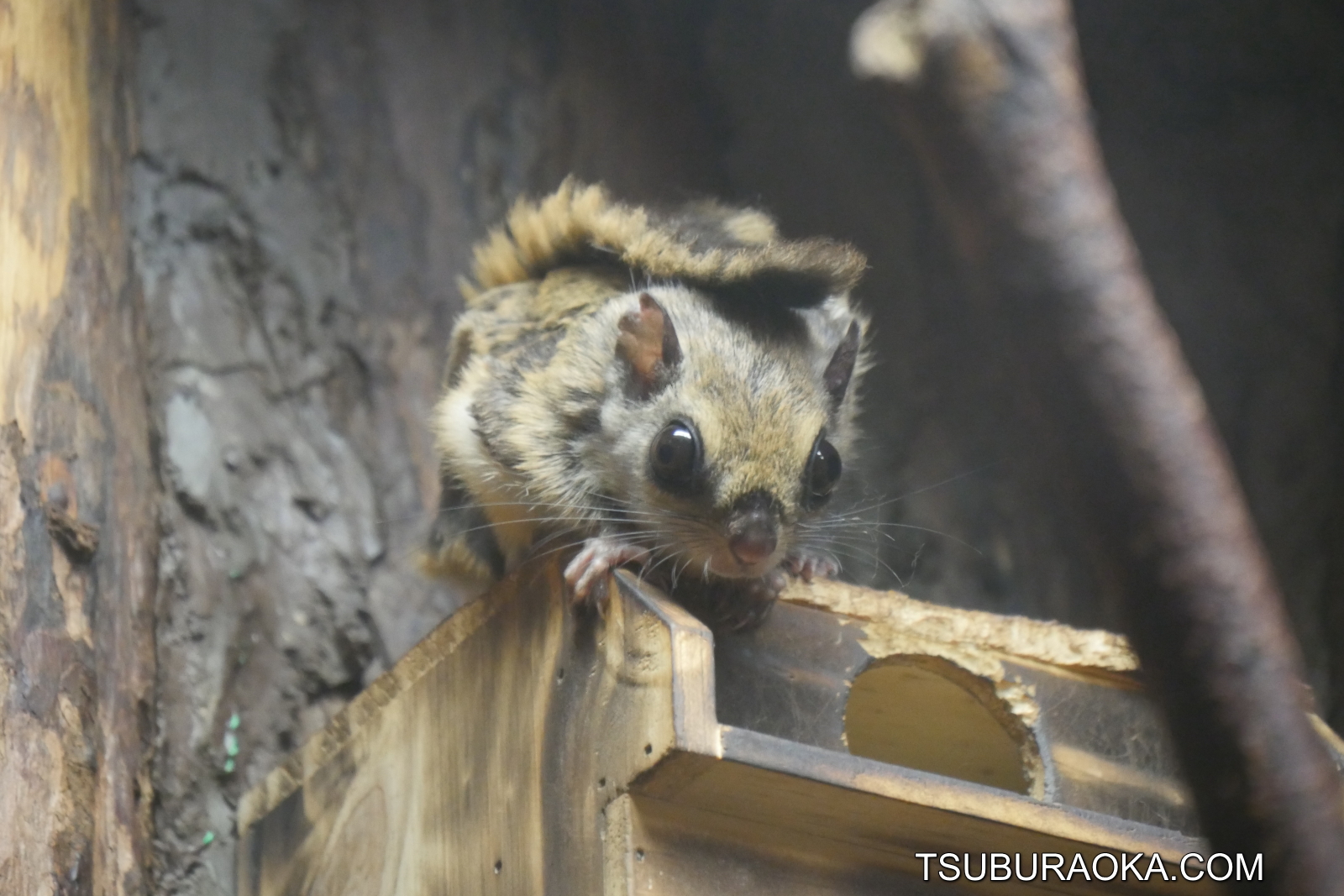 小獣館の地下1階でプチ感動 いつも真っ暗なのに今日は電気が点いている モモンガが巣箱の上で目を開けたまま寝ている こだわり百貨店 Tsuburaoka Com
