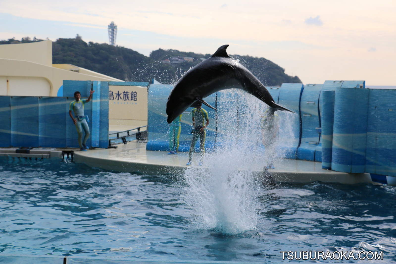 やっぱりイルカショーは光が重要 曇っているとiso感度が上がってしまって綺麗に撮れない こだわり百貨店 Tsuburaoka Com