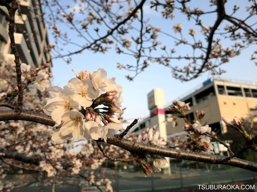 2013-0323_sakura