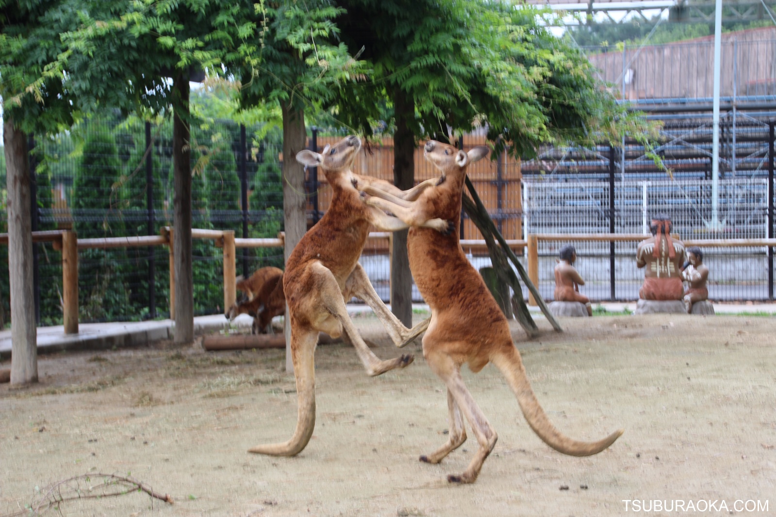アカカンガルーがケンカを始めた 遠巻きに見ていたら3頭目がやってきて仲裁してケンカ終了 ケンカを仲裁するカンガルーっているんだな こだわり百貨店 Tsuburaoka Com アカカンガルーがケンカを始めた 遠巻きに見ていたら3頭目がやってきて仲裁してケンカ終了 ケンカを仲裁するカンガルーっているんだな こだわり百貨店 Tsuburaoka Com