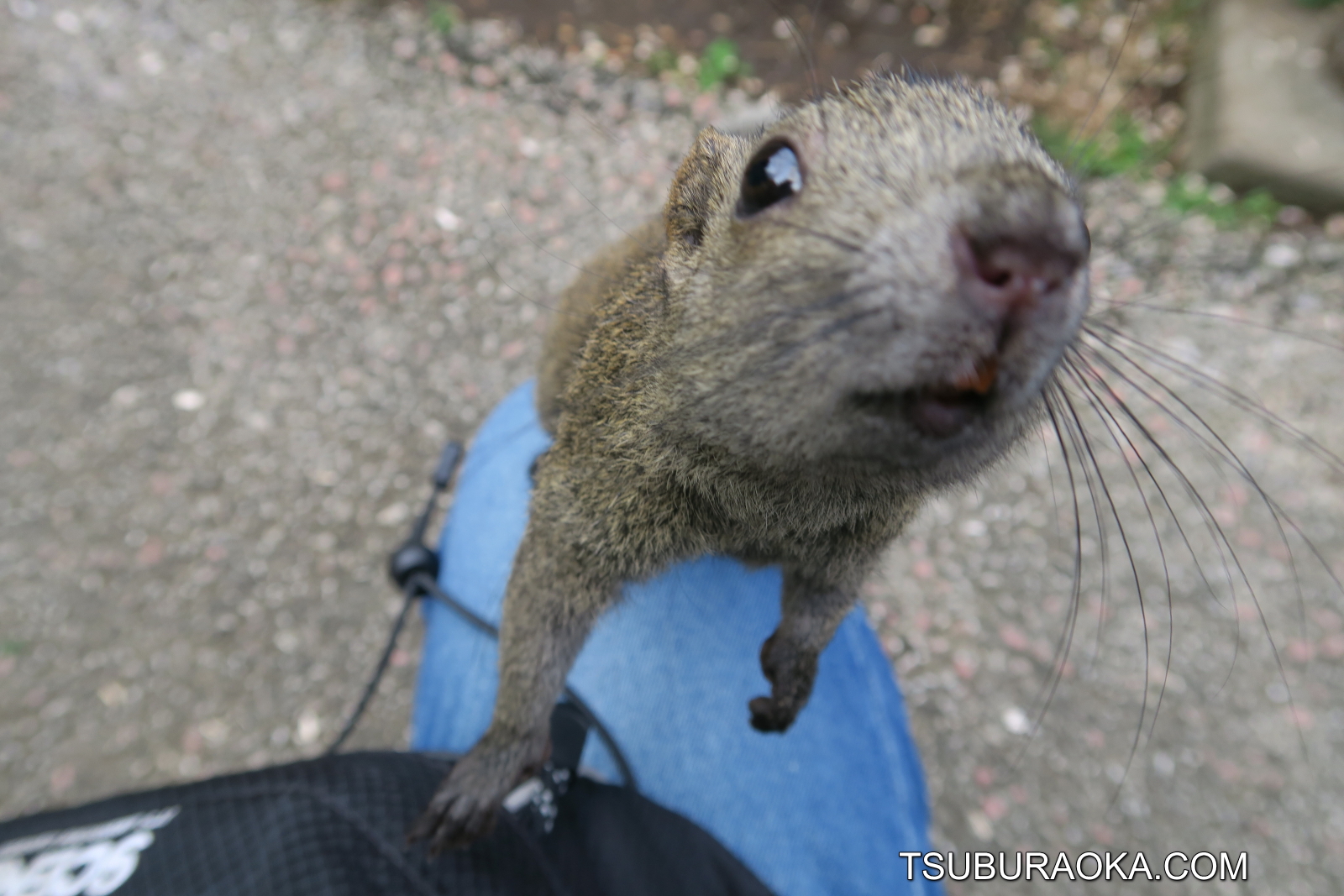 まちだリス園のタイワンリスたちは最興のエンターテイナーだ タイワンリスに紛れて動き回るシマリスもおもしろい 高速で歩き回るゾウガメも見逃せない こだわり百貨店 Tsuburaoka Com