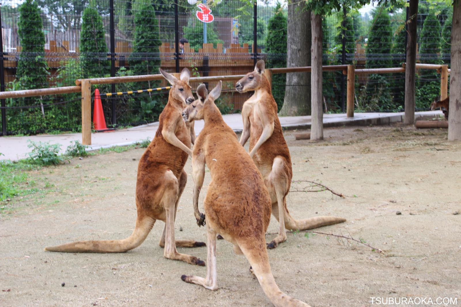 アカカンガルーがケンカを始めた 遠巻きに見ていたら3頭目がやってきて仲裁してケンカ終了 ケンカを仲裁するカンガルーっているんだな こだわり百貨店 Tsuburaoka Com アカカンガルーがケンカを始めた 遠巻きに見ていたら3頭目がやってきて仲裁してケンカ終了 ケンカを仲裁するカンガルーっているんだな こだわり百貨店 Tsuburaoka Com