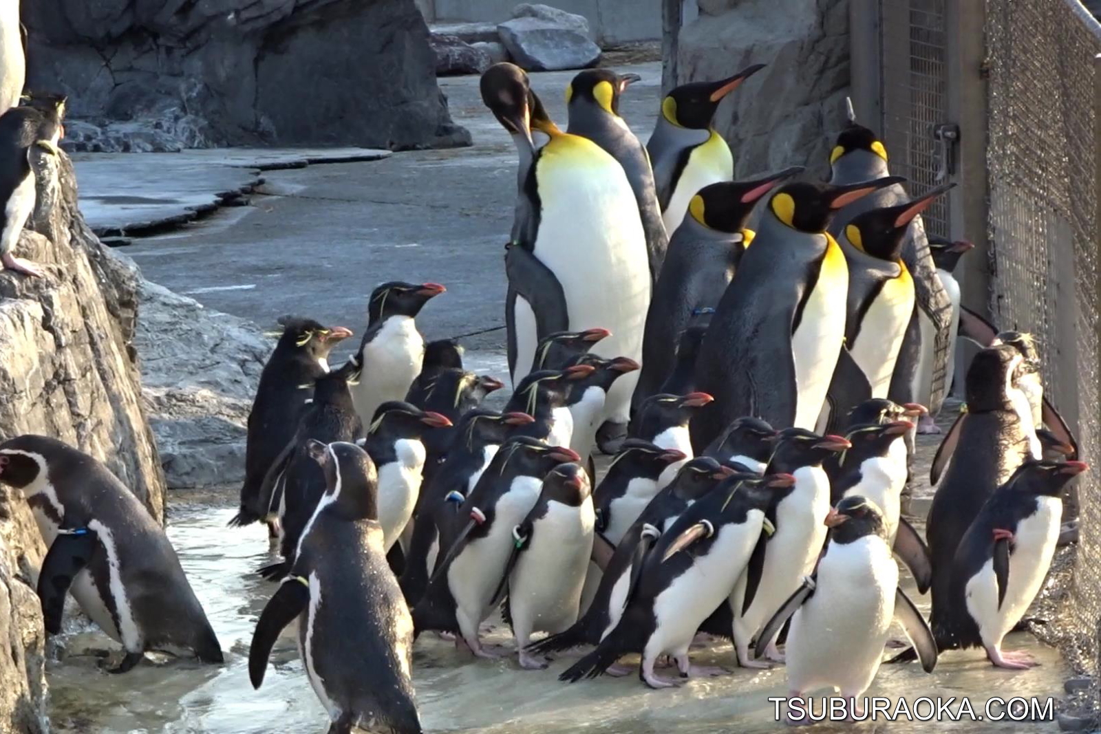 オウサマペンギン キングペンギン とイワトビペンギンが帰ってきた いよいよ秋から冬に季節が移り変わる オウサマペンギンは冬の季語 こだわり百貨店 Tsuburaoka Com