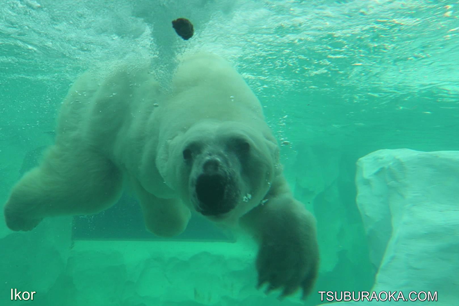 おやつタイムにプールで泳ぐホッキョクグマ シロクマ のイコロ こだわり百貨店 Tsuburaoka Com