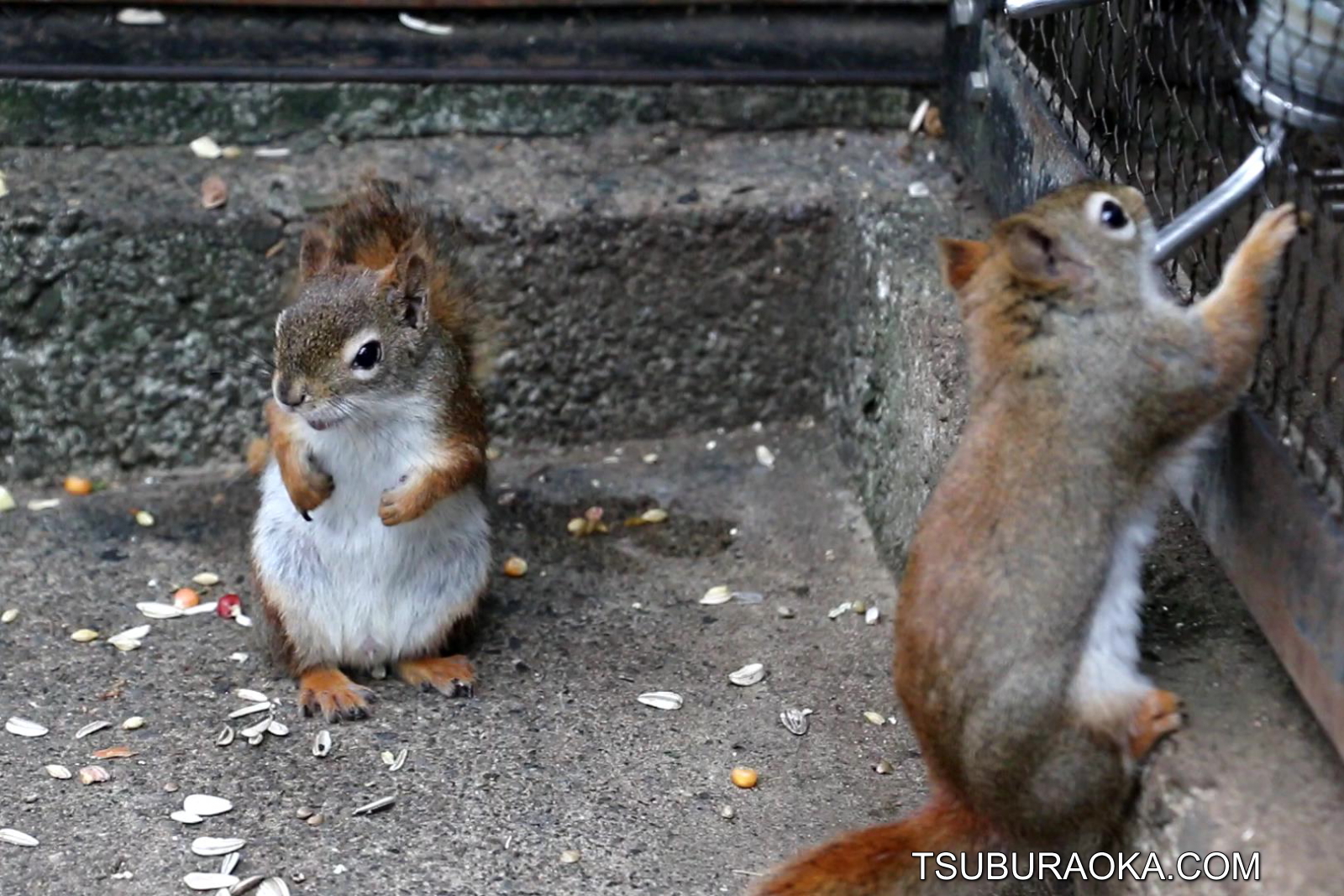 姿はニホンリスにそっくりだけど鳴き声を聞いたら別種と確信した ギャー ギャー と鳴いているように聞こえる 正体を知らないとちょっと怖いかも こだわり百貨店 Tsuburaoka Com