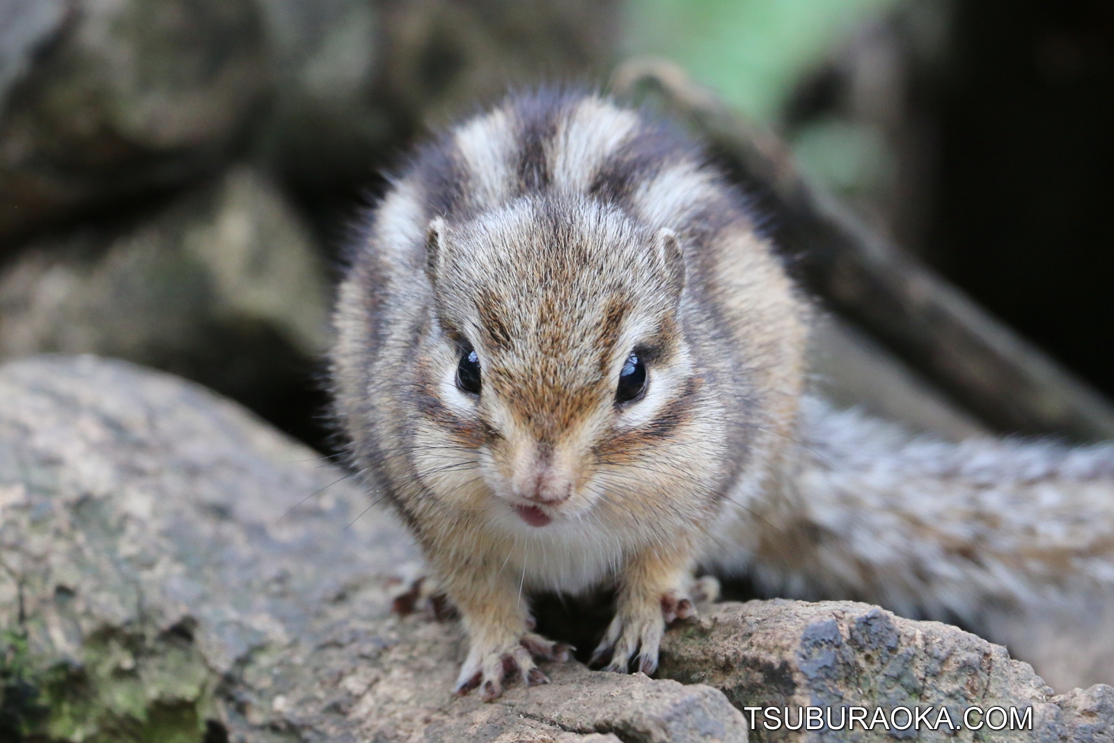 まちだリス園のタイワンリスたちは最興のエンターテイナーだ タイワンリスに紛れて動き回るシマリスもおもしろい 高速で歩き回るゾウガメも見逃せない こだわり百貨店 Tsuburaoka Com
