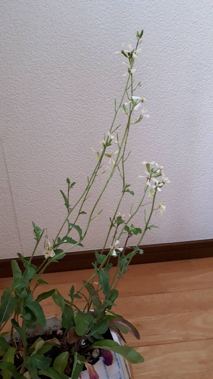 ルッコラ じいじとばあばのお庭と畑