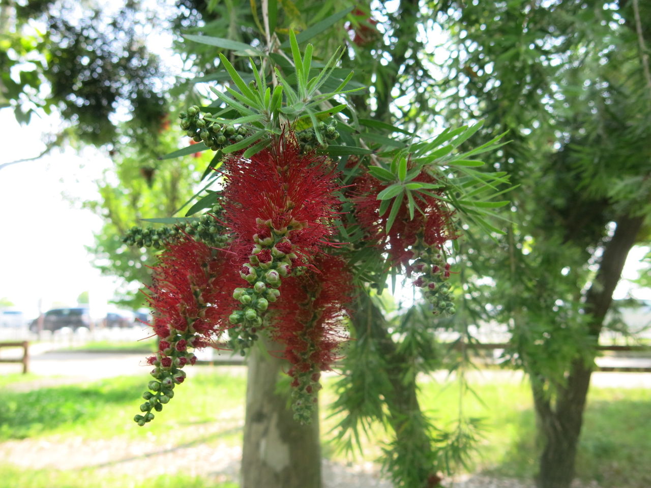 山田池公園 花 野の花 ヤマボウシの白い花 ばぁばぁの暮らしの日記