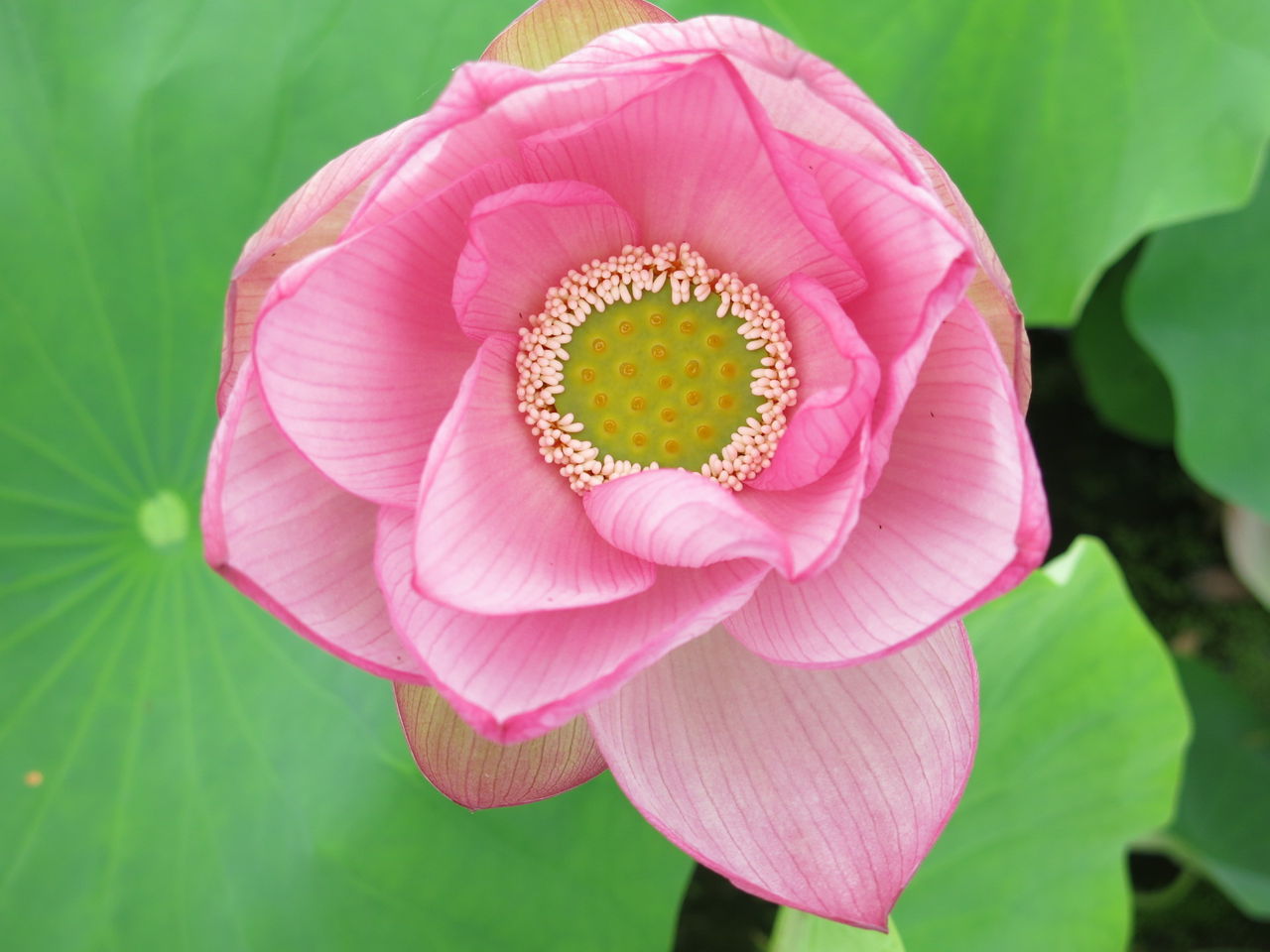 朝日と蓮の花 白いレースのようなカラスウリの花 ばぁばぁの暮らしの日記