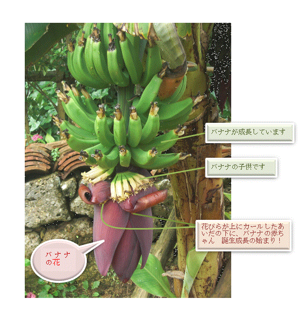 沖縄2 バナナの生い立ち Etuko17のブログ 沖縄2 バナナの生い立ち Etuko17のブログ