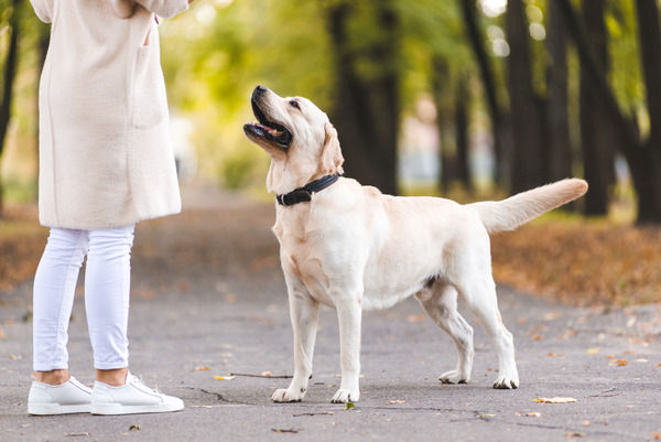 毎朝犬を散歩してる女の子がかわいい　好きだ