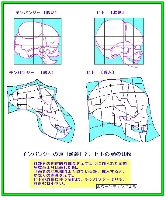 「人類総サルの胎児説」ってあるじゃん？