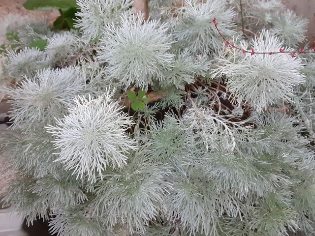 忙しい一日でしたが 何とか出来ました ユーカリットの庭