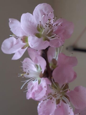 今日はすごく暇で 大仕事をした ユーカリットの庭