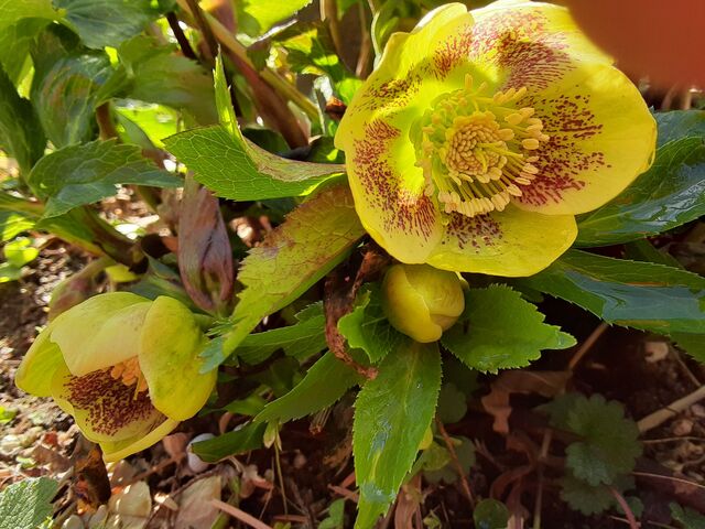 地植えのクリスマスローズの花が咲き始めた ユーカリットの庭