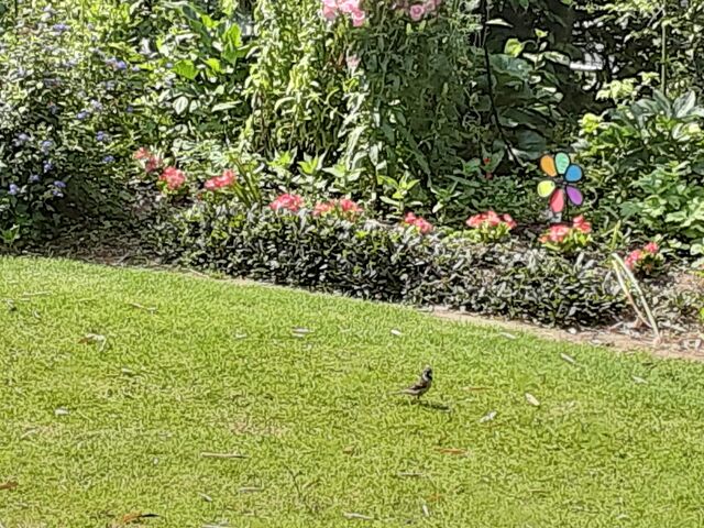 終わったミニバラの剪定に半日かかった ユーカリットの庭