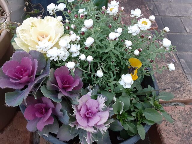 今日も暖かく気持ちのいい天気でした ユーカリットの庭