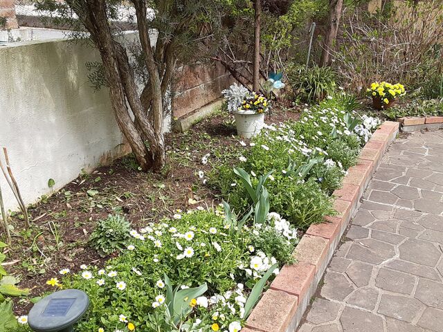 今日は一日のんびりと庭仕事ができた ユーカリットの庭 今日は一日のんびりと庭仕事ができた ユーカリットの庭