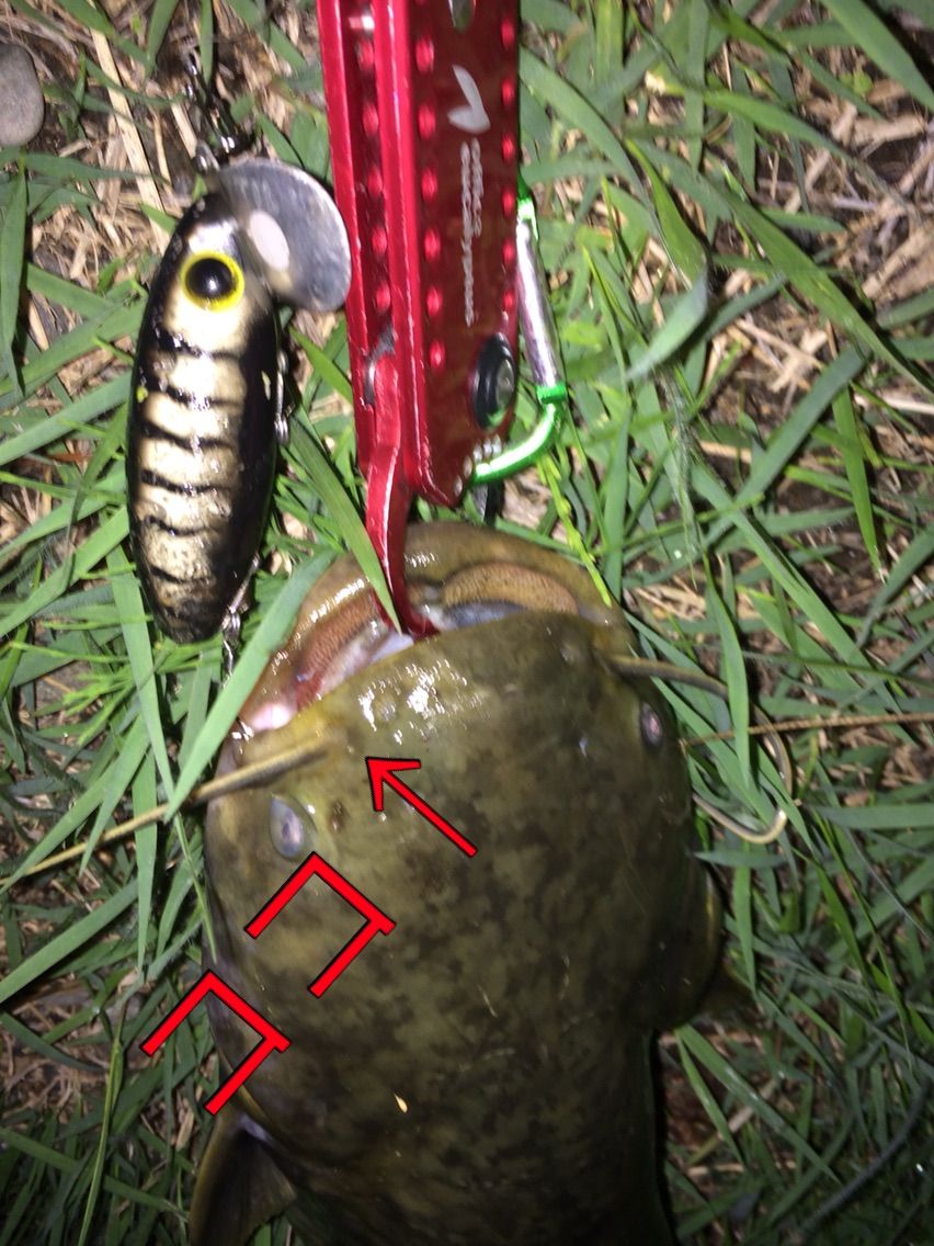 ナマズロッド JOKER 開発秘話&コンセプト6 : Office Eucalyptus