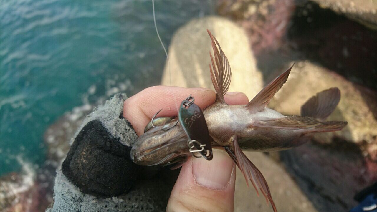 スプーンメバル Bug1 4g Office Eucalyptus Official Blog