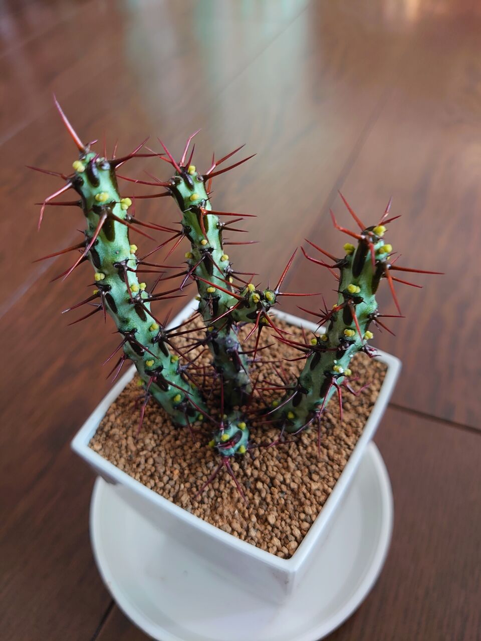 魅了 トム ユーフォルビア Euphorbia 良型 9頭 接ぎ降ろし tom Cv 塊根植物・コーデックス