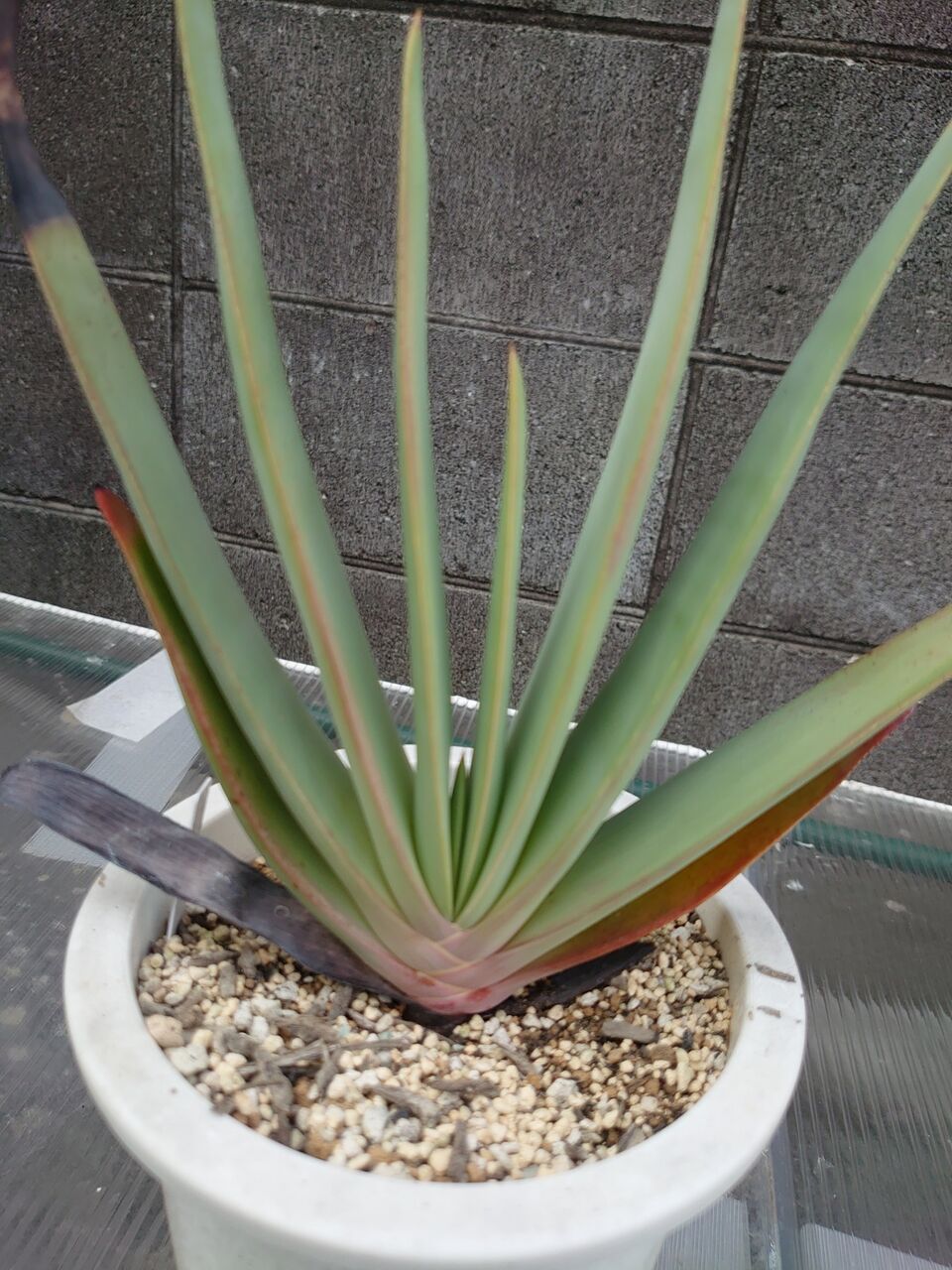 アロエ・プリカティリス 4.5号鉢 | | 多肉・塊根植物 | 四国