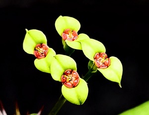 本日の多肉植物152(2025年10月13日) : ユーフォルビア・オベサ・ドットコム