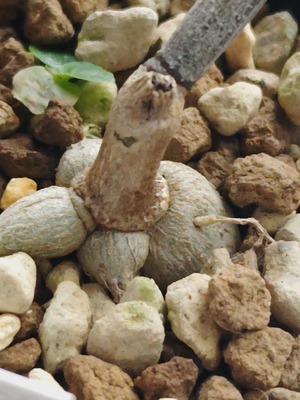 260927132424303