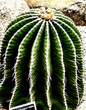 さぼてん様 Amazon｜さぼてん 柱サボテン とげなし 鬼面角 キメンカク 4号