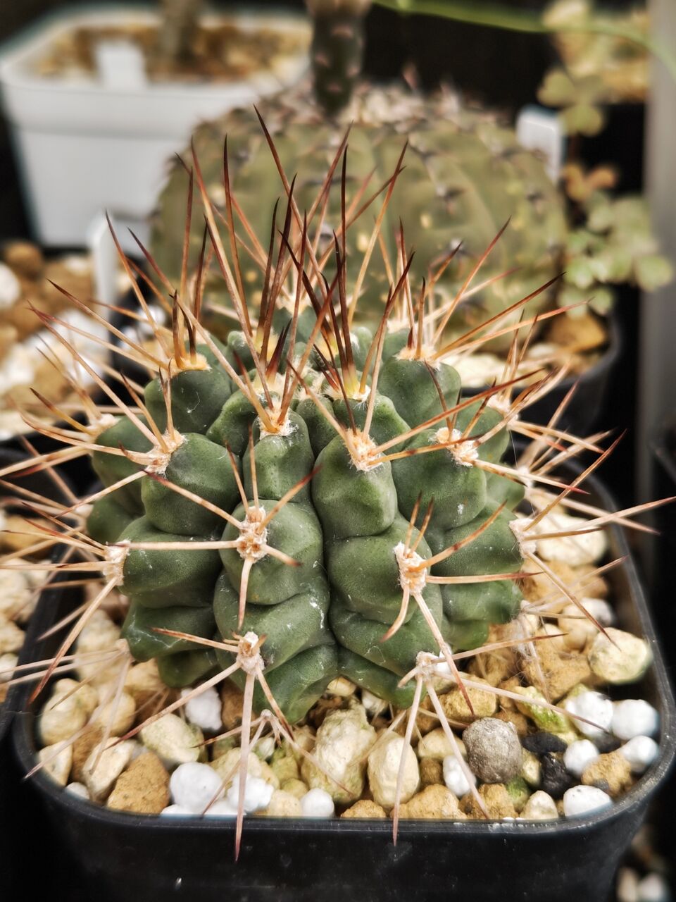 特価ブランド 本日の多肉植物53(2024年7月25日) ユーフォルビア・オベサ : その他多肉植物