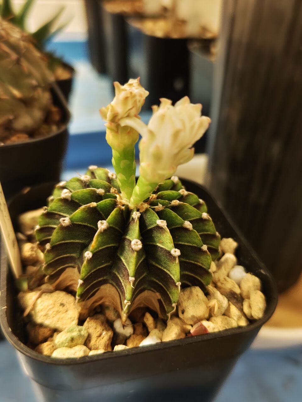 レア✨フエルニア　ヒスロピー　抜き苗 レア✨フエルニア ヒスロピー 抜き苗